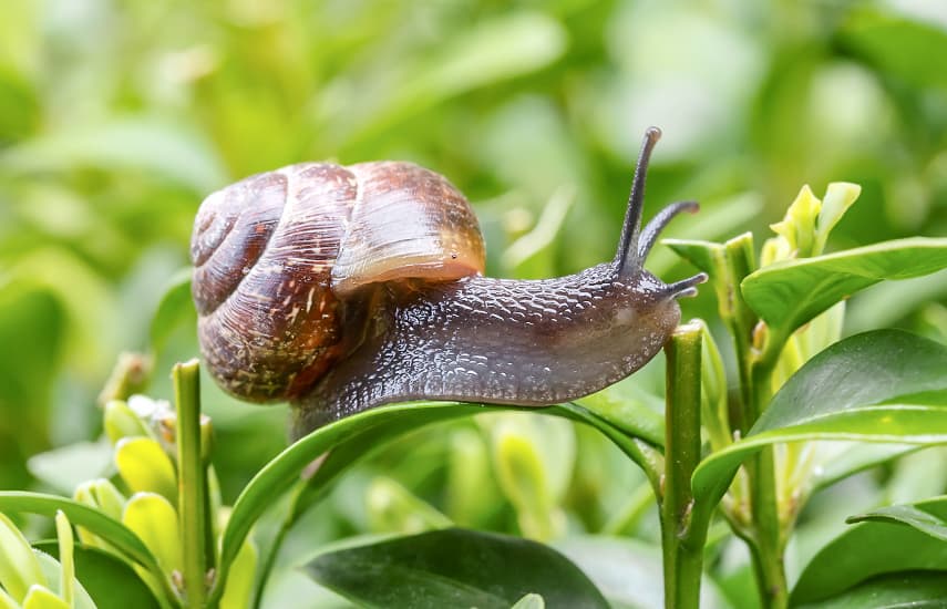 Kā atbaidīt gliemežus ar dabīgiem līdzekļiem?