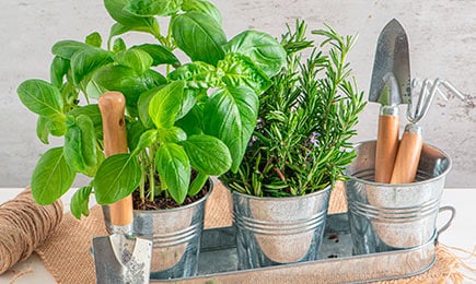 Pikanti, aromātiski, vitamīnu pilni | GradinaMax