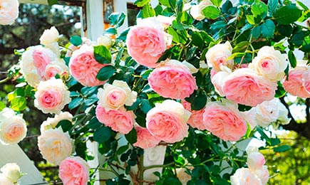 Fantastisks aromāts | GradinaMax