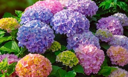 Hortenzijas | GradinaMax