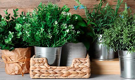 Pikanti, aromātiski, vitamīnu pilni | GradinaMax