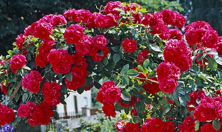 Spilgta palete | GradinaMax