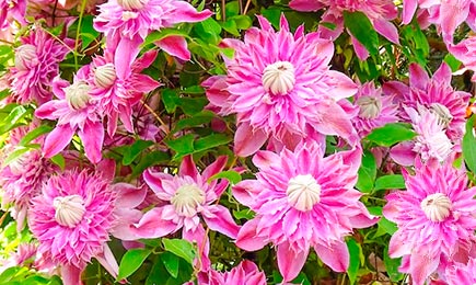 Ziedošie milži | GradinaMax