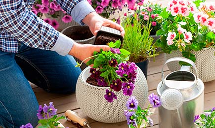 Puķu cenu kritums | GradinaMax