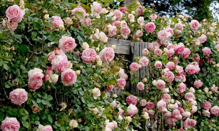 Ziedu ūdenskritums | GradinaMax