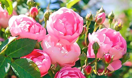 Ziedu ūdenskritums | GradinaMax